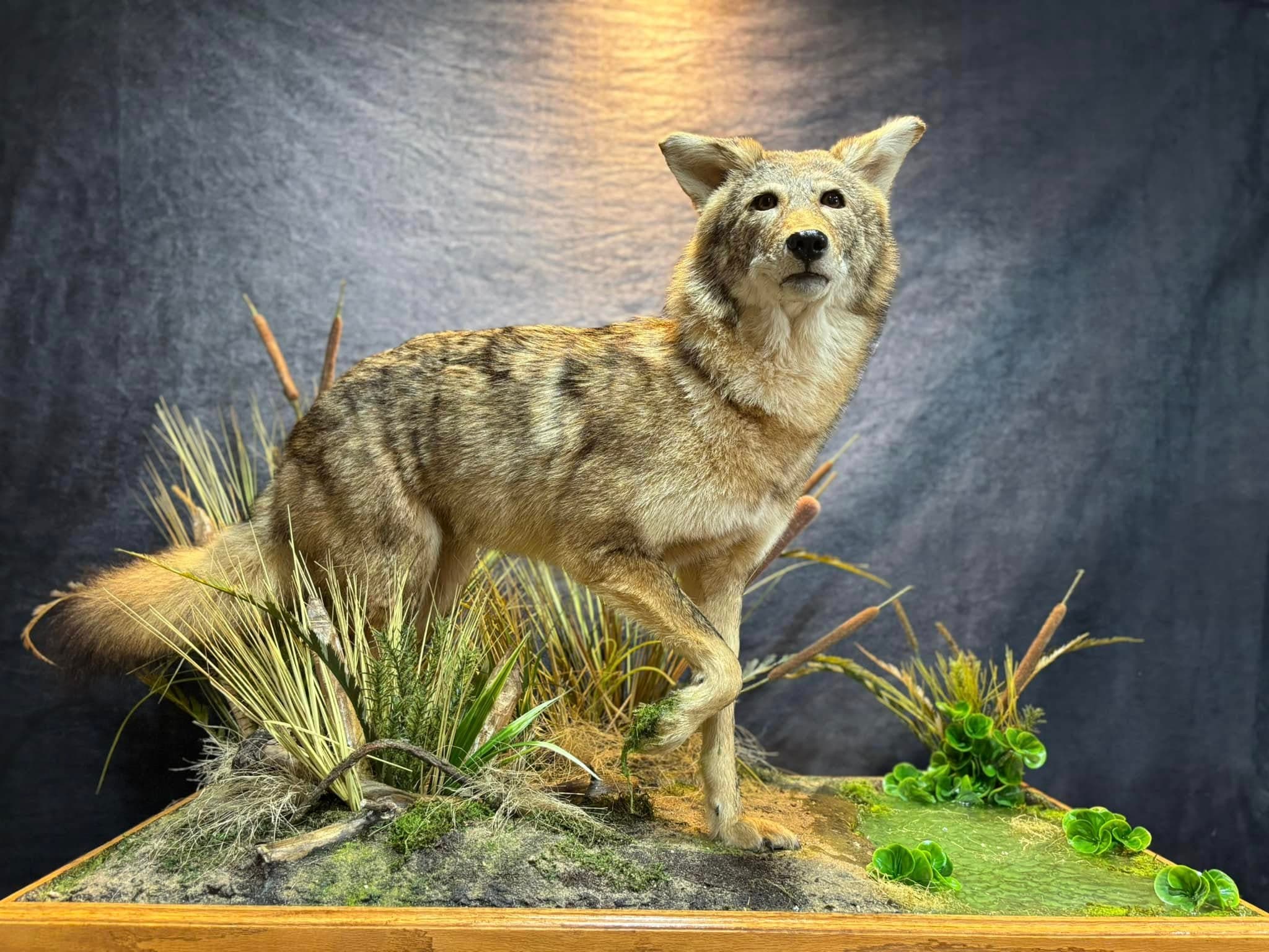 Mounted birds displayed with preserved detail and habitat work.