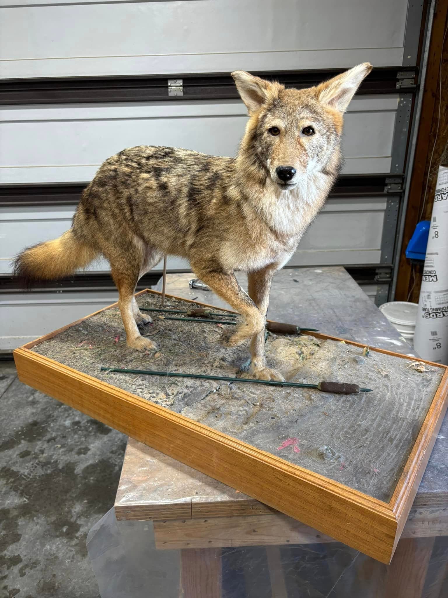 A coyote taxidermy mount displayed on a work table.